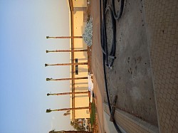زراعه النخيل الواشنطن جميع المقاسات