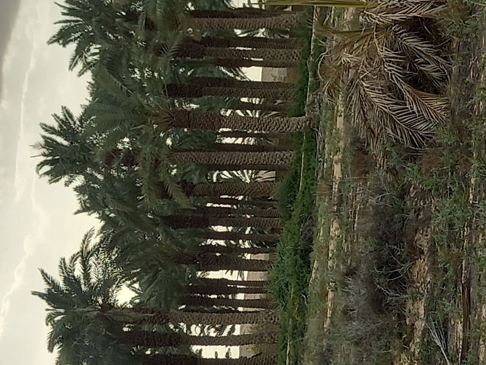 نخيل عربي. جميع المقاسات