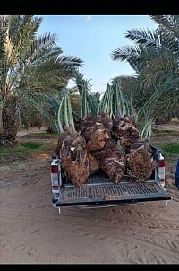 جثايث. طول. متر. مشكلات
